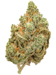 Amnesia