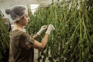 Techniques de séchages cannabis après récolte
