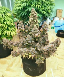 fleurs et résines de CBD