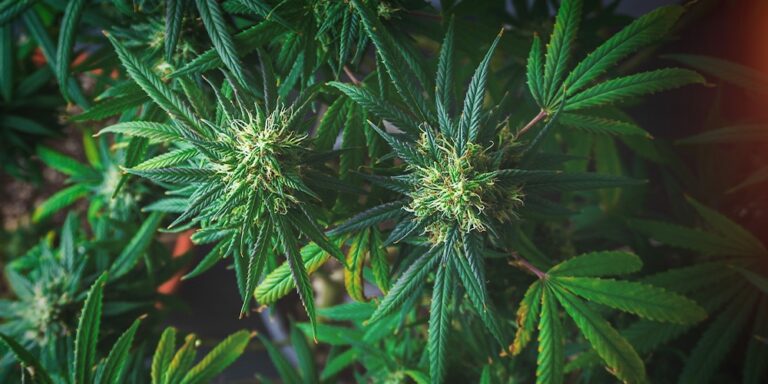 cbd cannabis haze