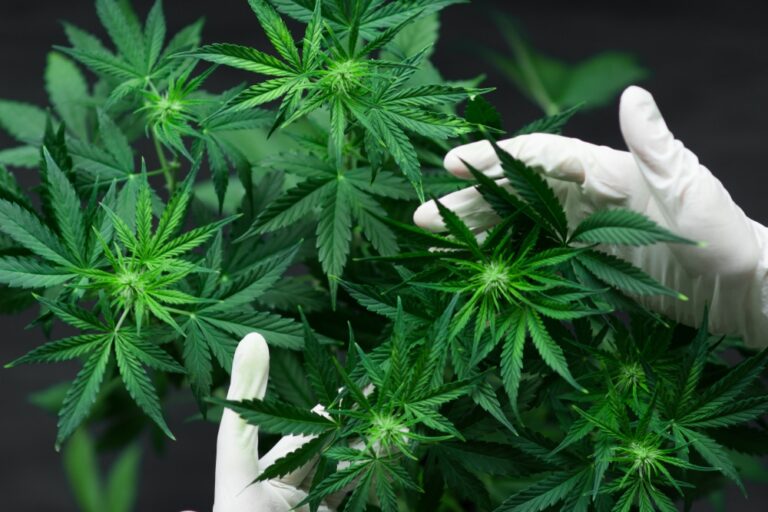 "Marie Jeanne" cannabis