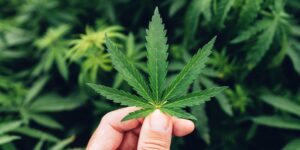 cultiver du cbd en france