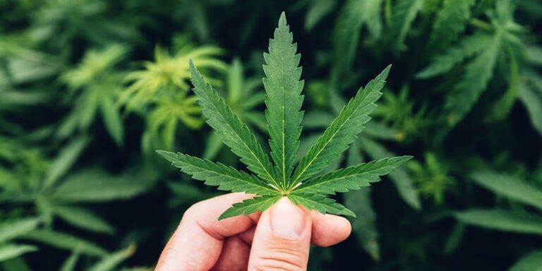 cultiver du cbd en france