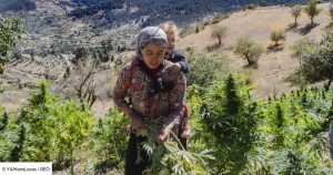 cannabis ketama maroc