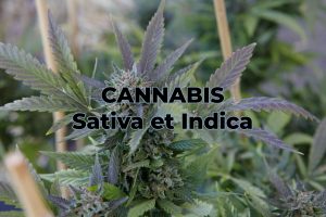effets du cannabis sativa et indica