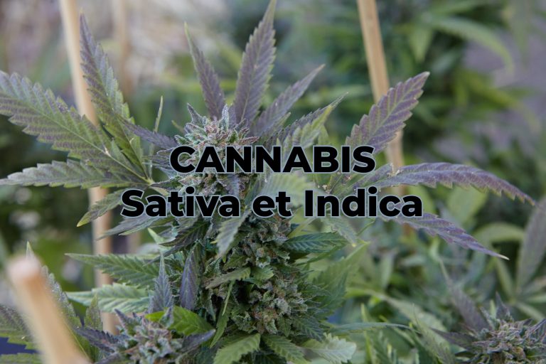 effets du cannabis sativa et indica