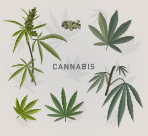 Ganja, marijuana, Marie-Jeanne, Chichon