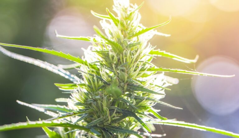 Sevrage du cannabis