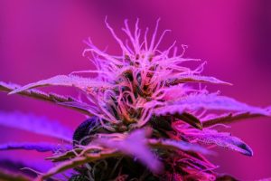 thc depistage dans le sang