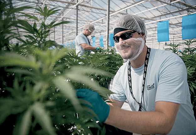 Responsable de la culture cannabis