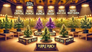 Top 5 des variétés