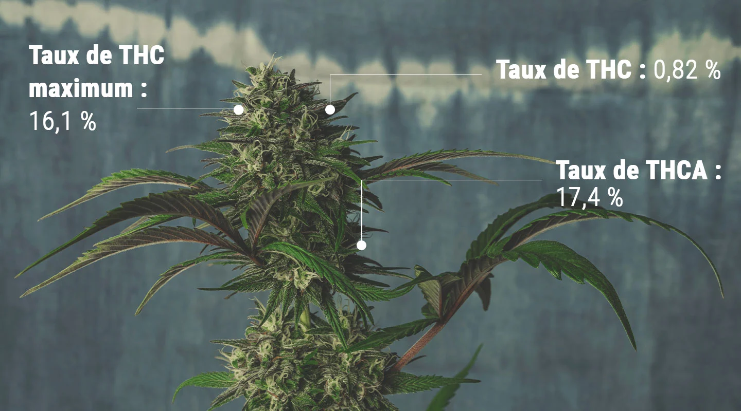 éliminer le THC