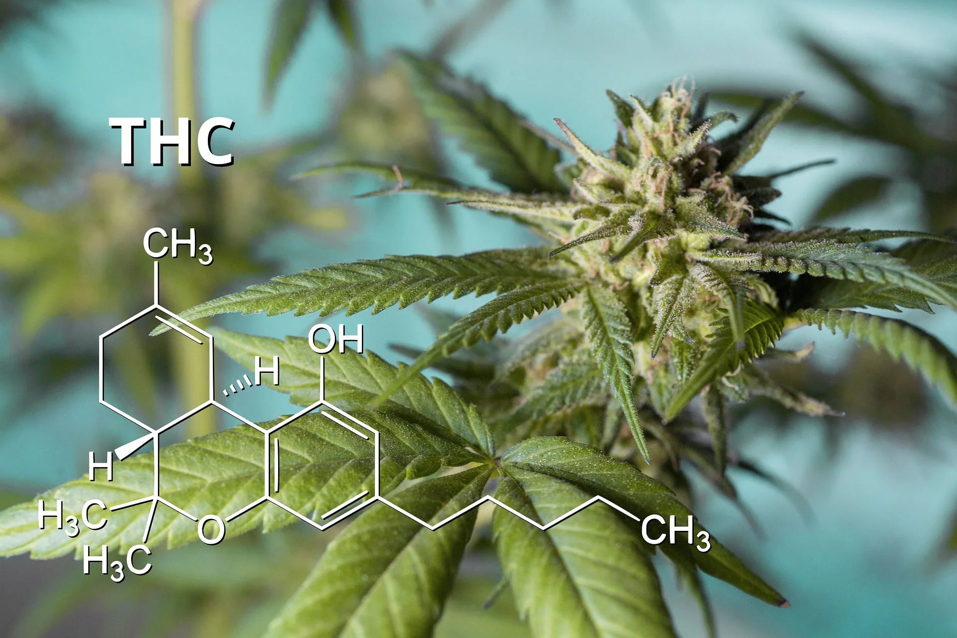 cannabinol (THC)