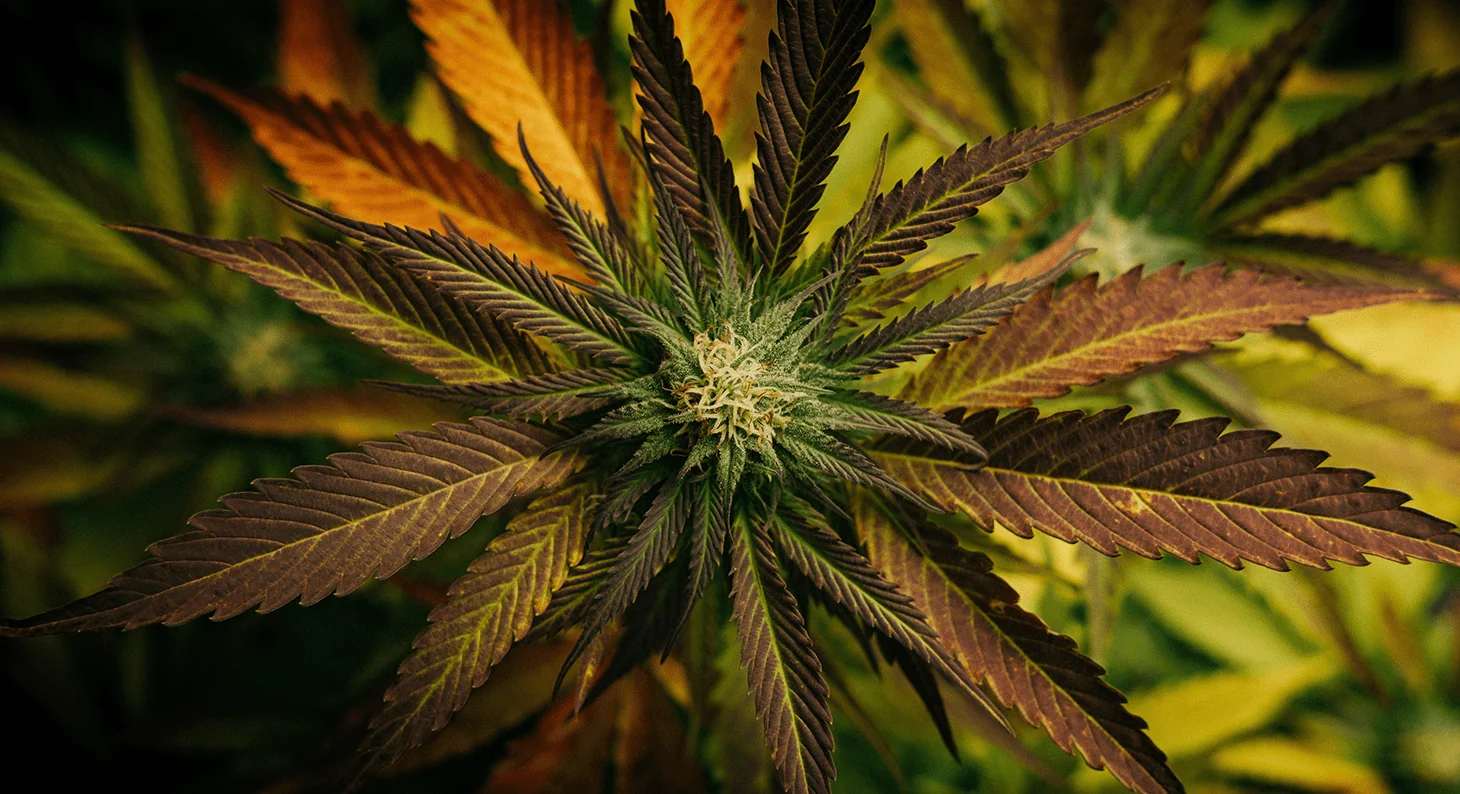 plant de cannabis ganja