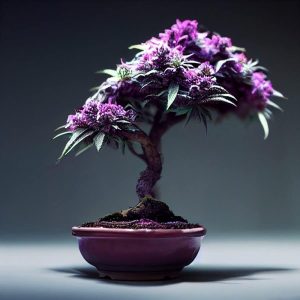 Bonsaï de cannabis