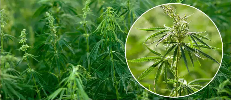 CANNABIS-RUDERALIS CANNABIS-RUDERALIS