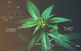 Comprendre le CBD et le THC