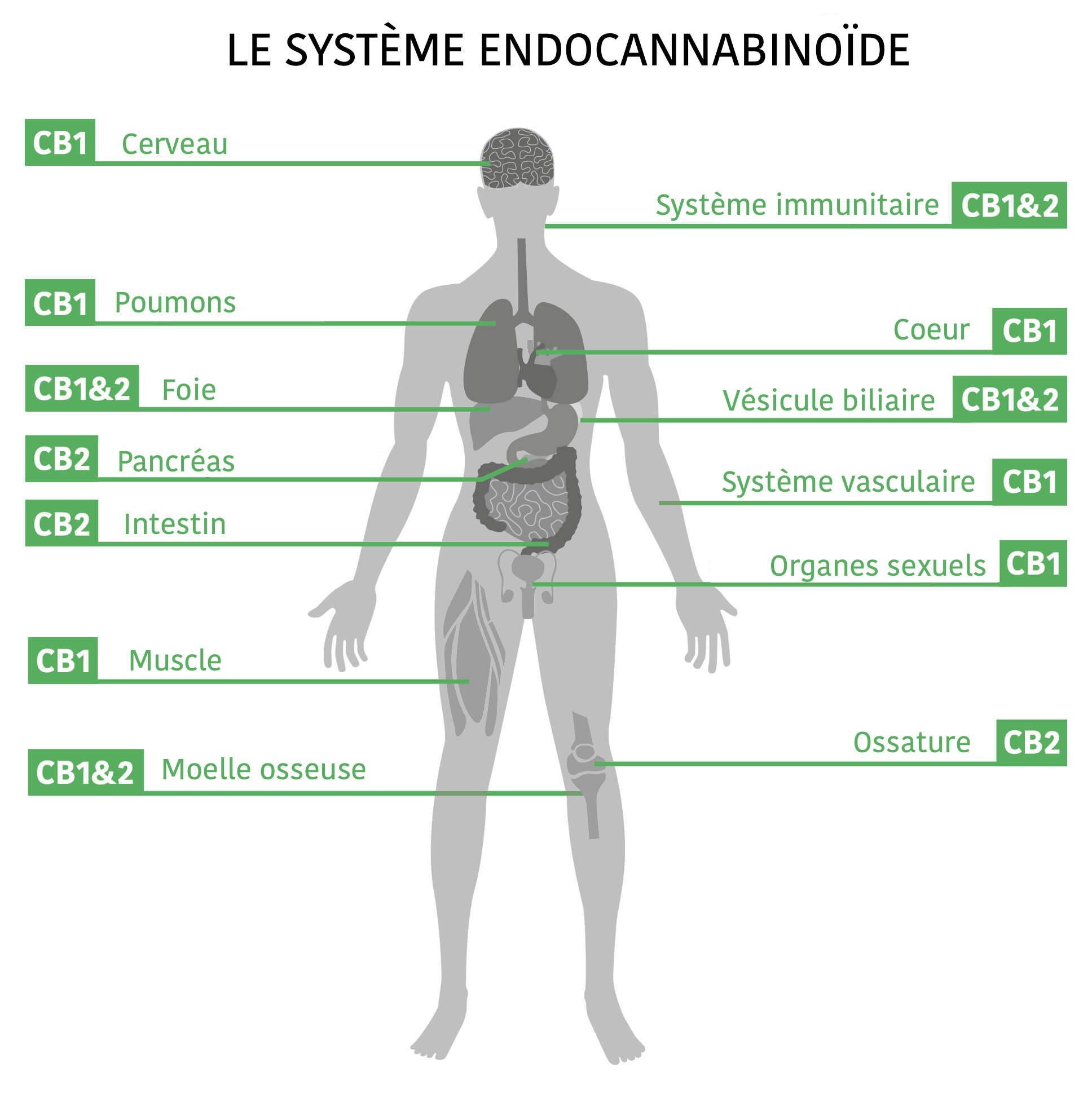 Endocannabinoïdes Endocannabinoïdes