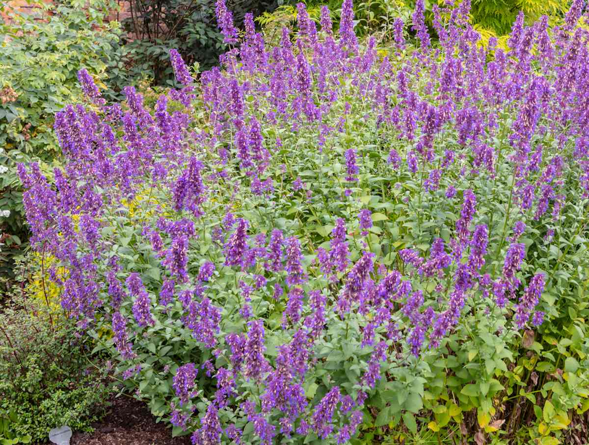 La cataire (Nepeta cataria)