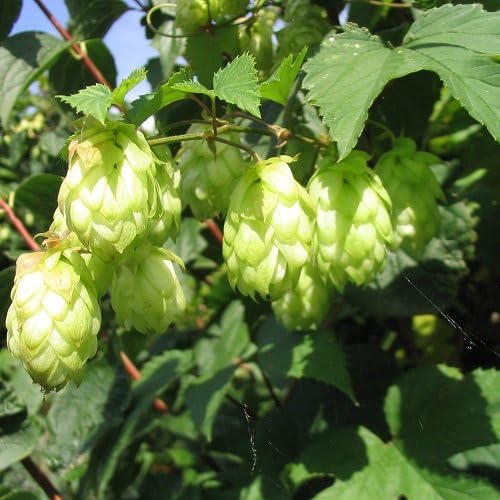 Le houblon (Humulus lupulus)