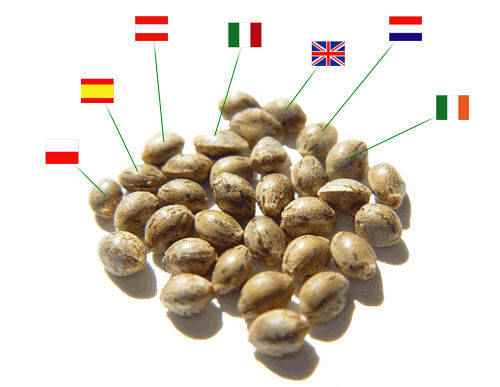 légalité graines CBD