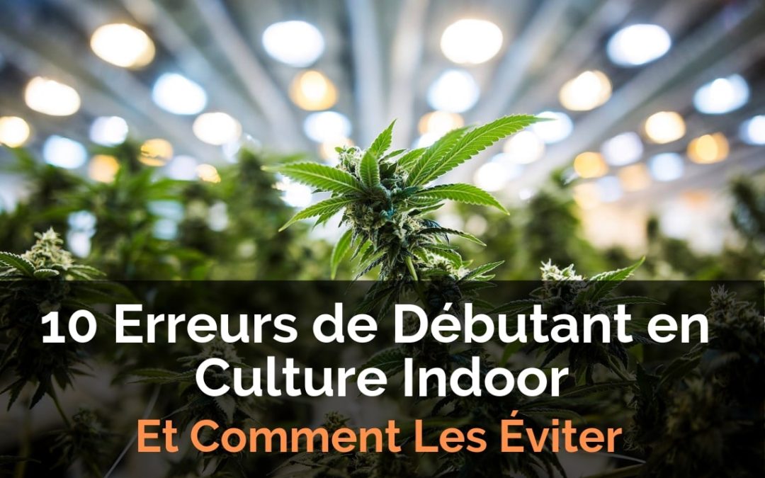 Erreurs-Débutant-Culture