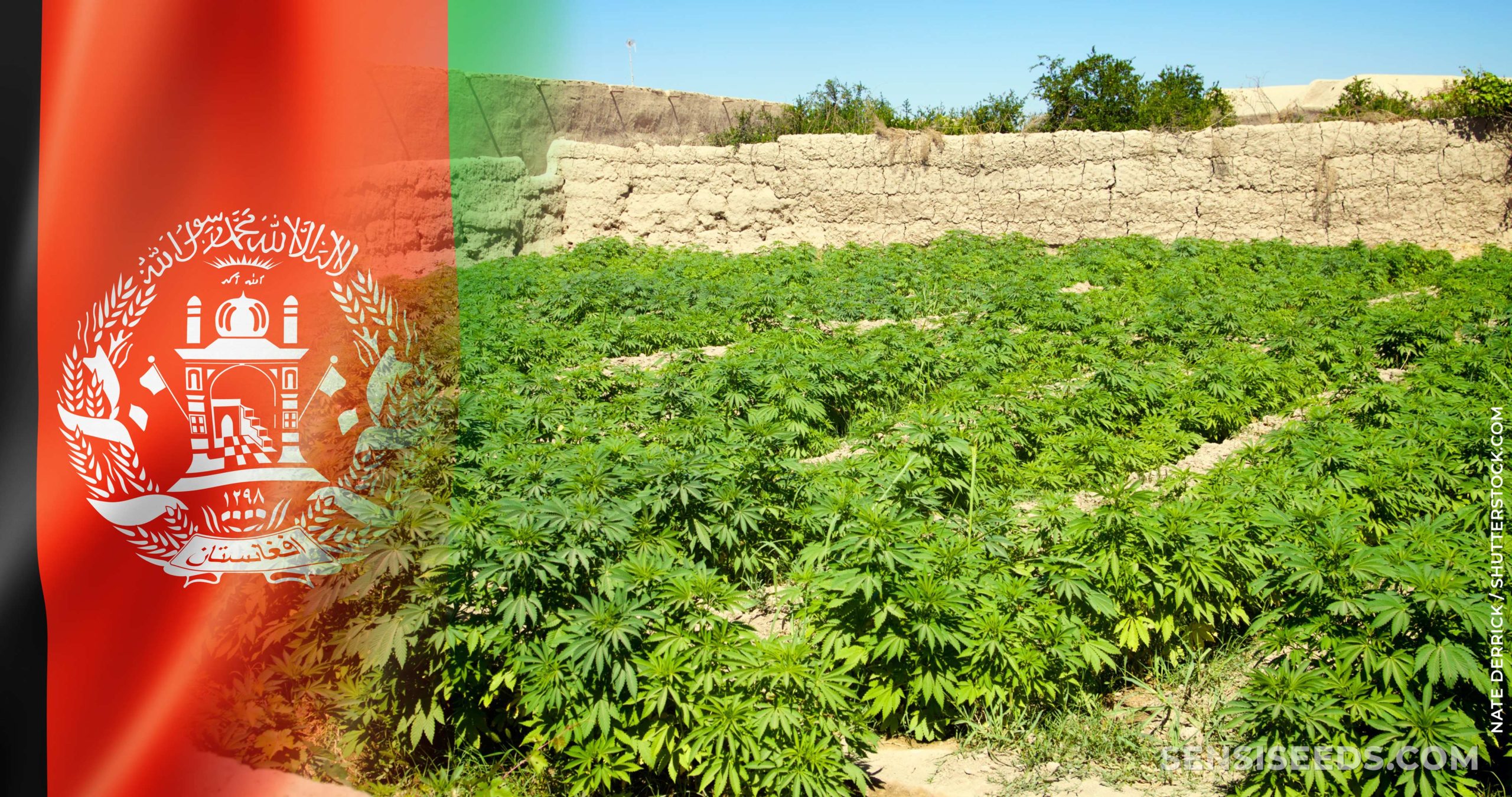 Cannabis-in-Afghanistan