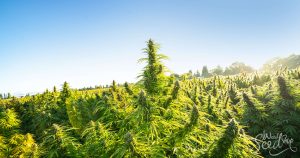Comment aérer sa canopée pour une croissance saine