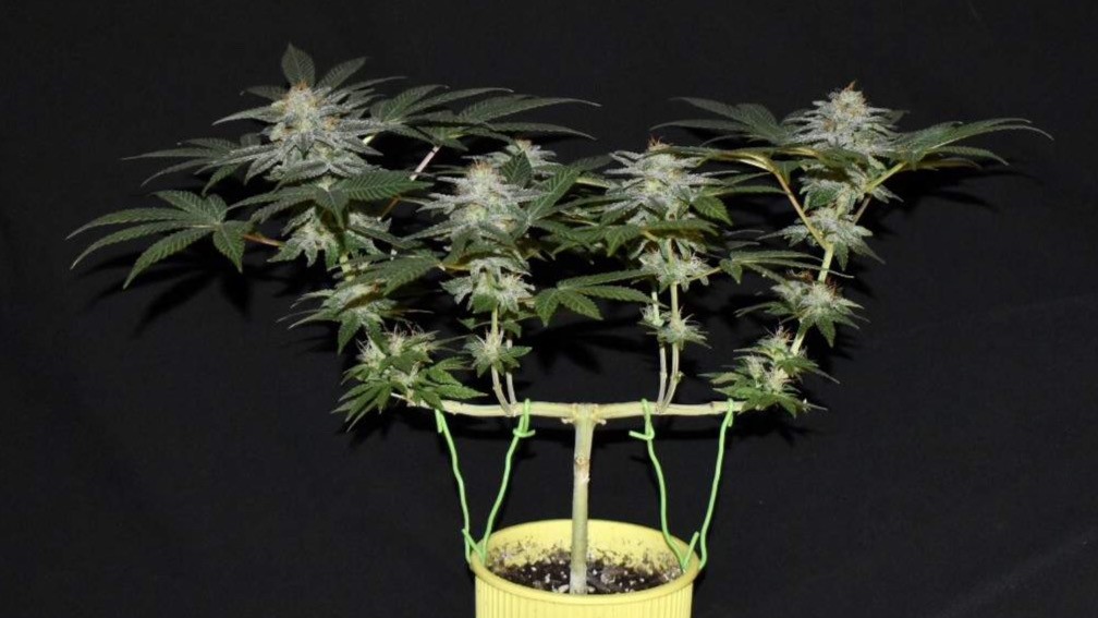 Comment encourager un plant de cannabis