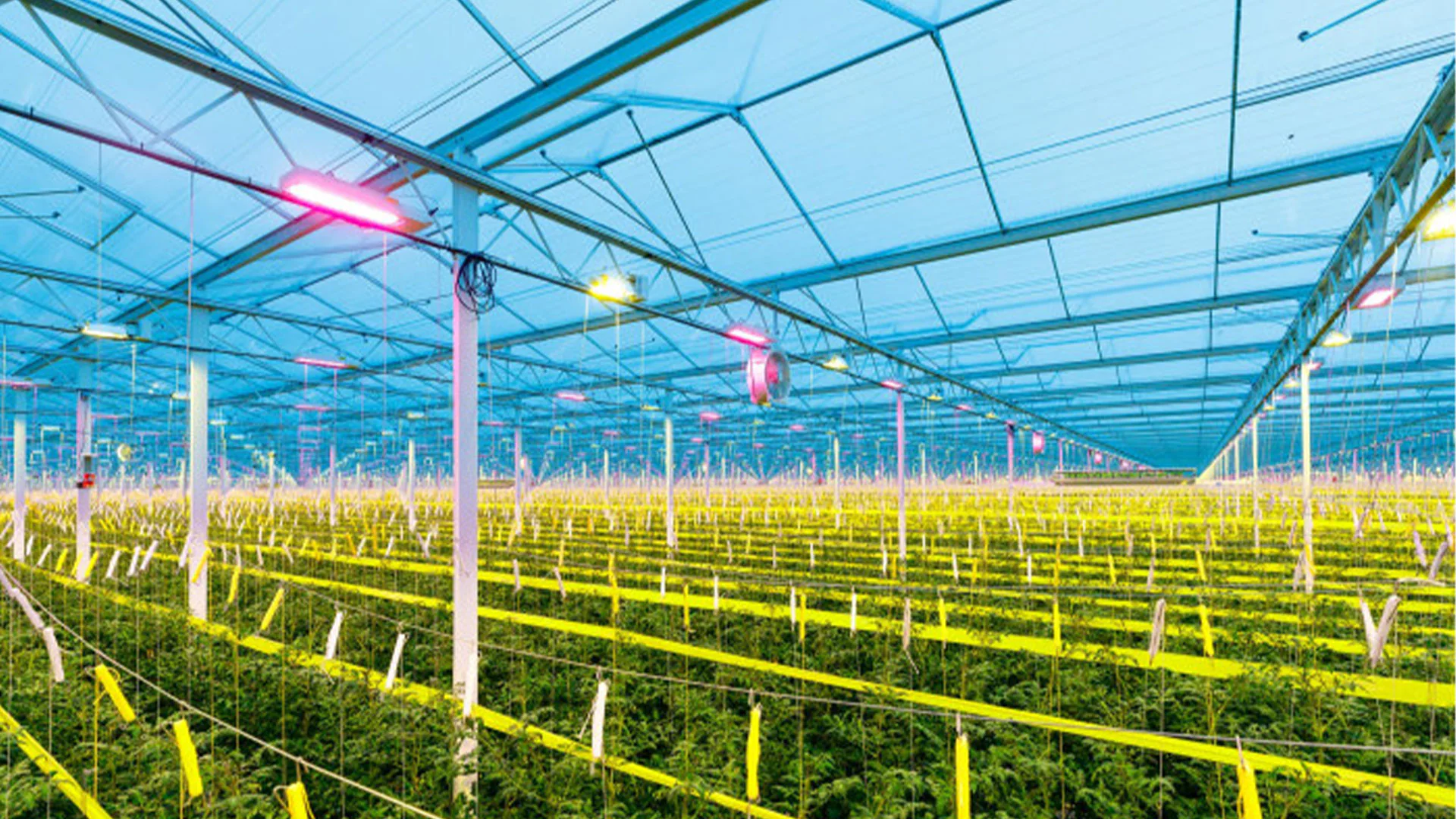 LED spécialement LED spécialement