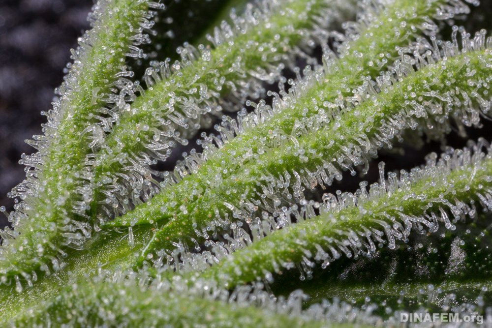 Les-trichomes-du-cannabis
