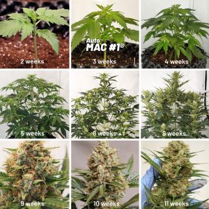 Période croissance et floraison cannabis