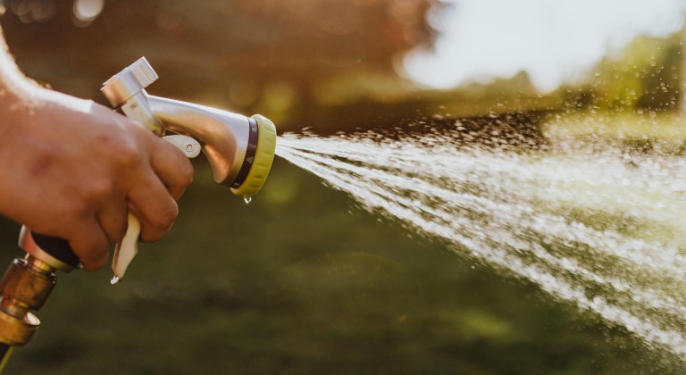 arrosage est crucial dans la culture du cannabis