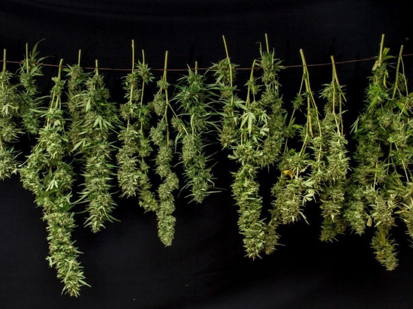 accrochez les branches