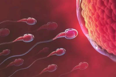 cannabis tue les spermatozoïdes