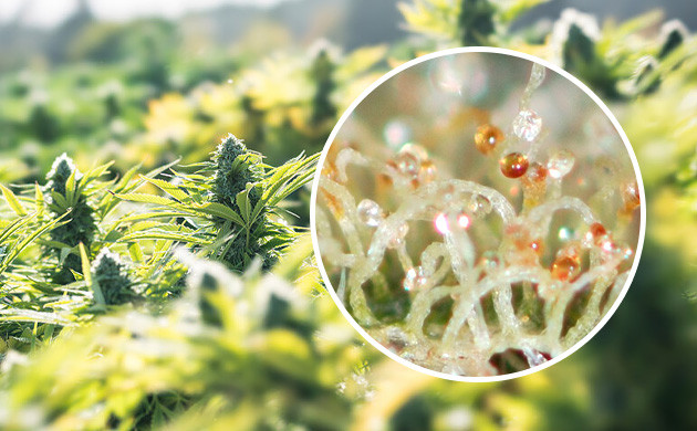 trichomes-de-cannabis