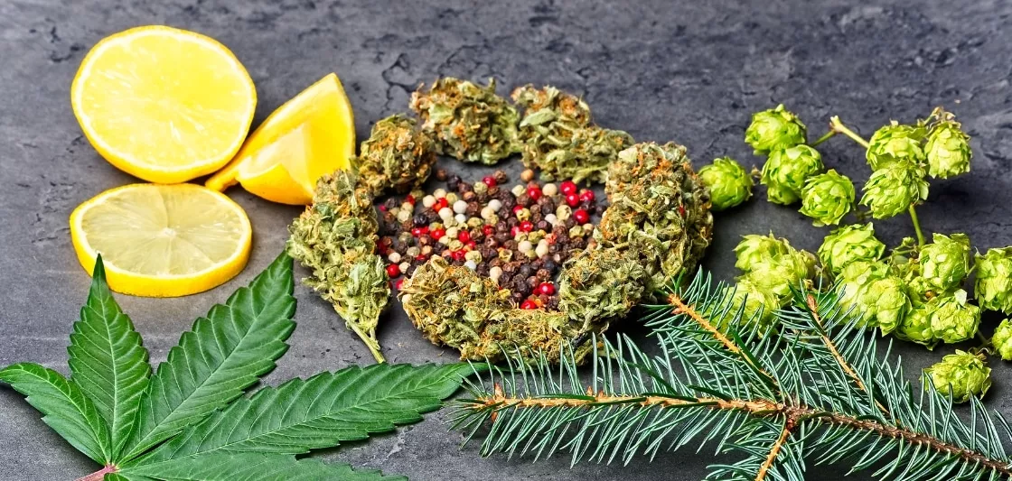 Principaux terpènes odorants du cannabis