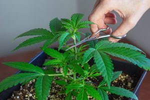 Comment tailler et entraîner ses plants de cannabis