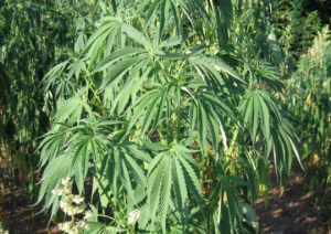 Le chènevis d’Espagne