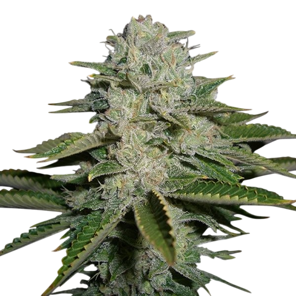 sour diesel cannabis