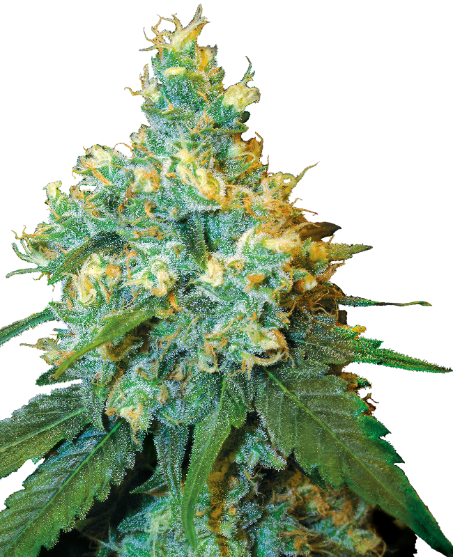 Jack Herer canabis
