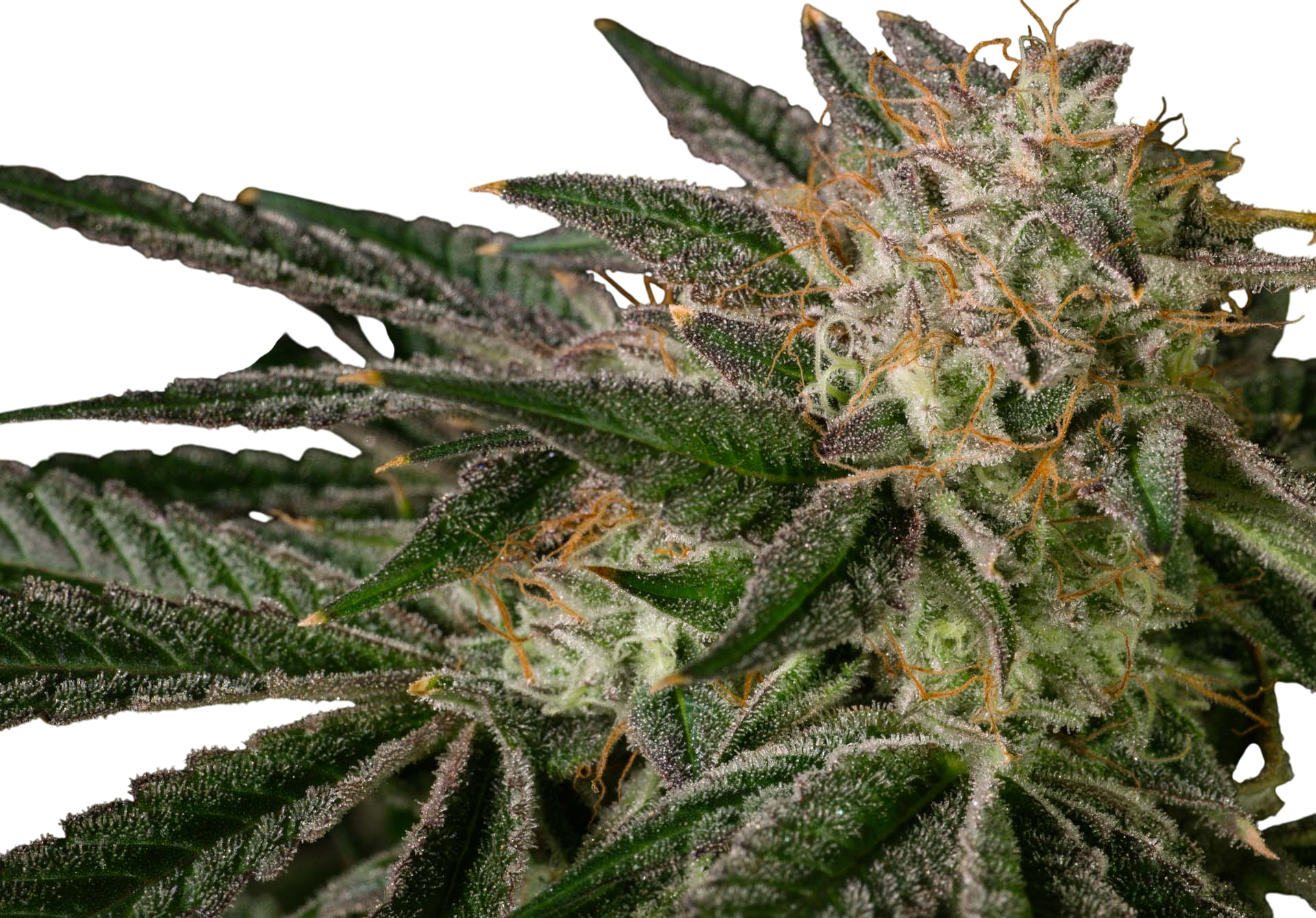 Kosher Kush cannabis