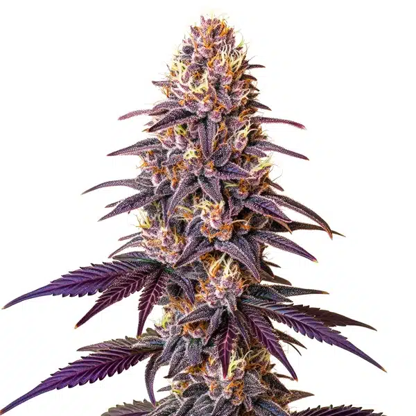 Lavender cannabis Lavender cannabis