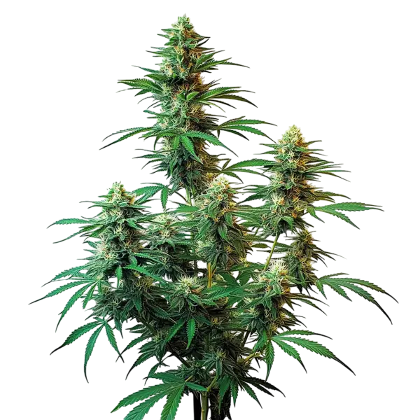 Northern California Sour Diesel-canabis