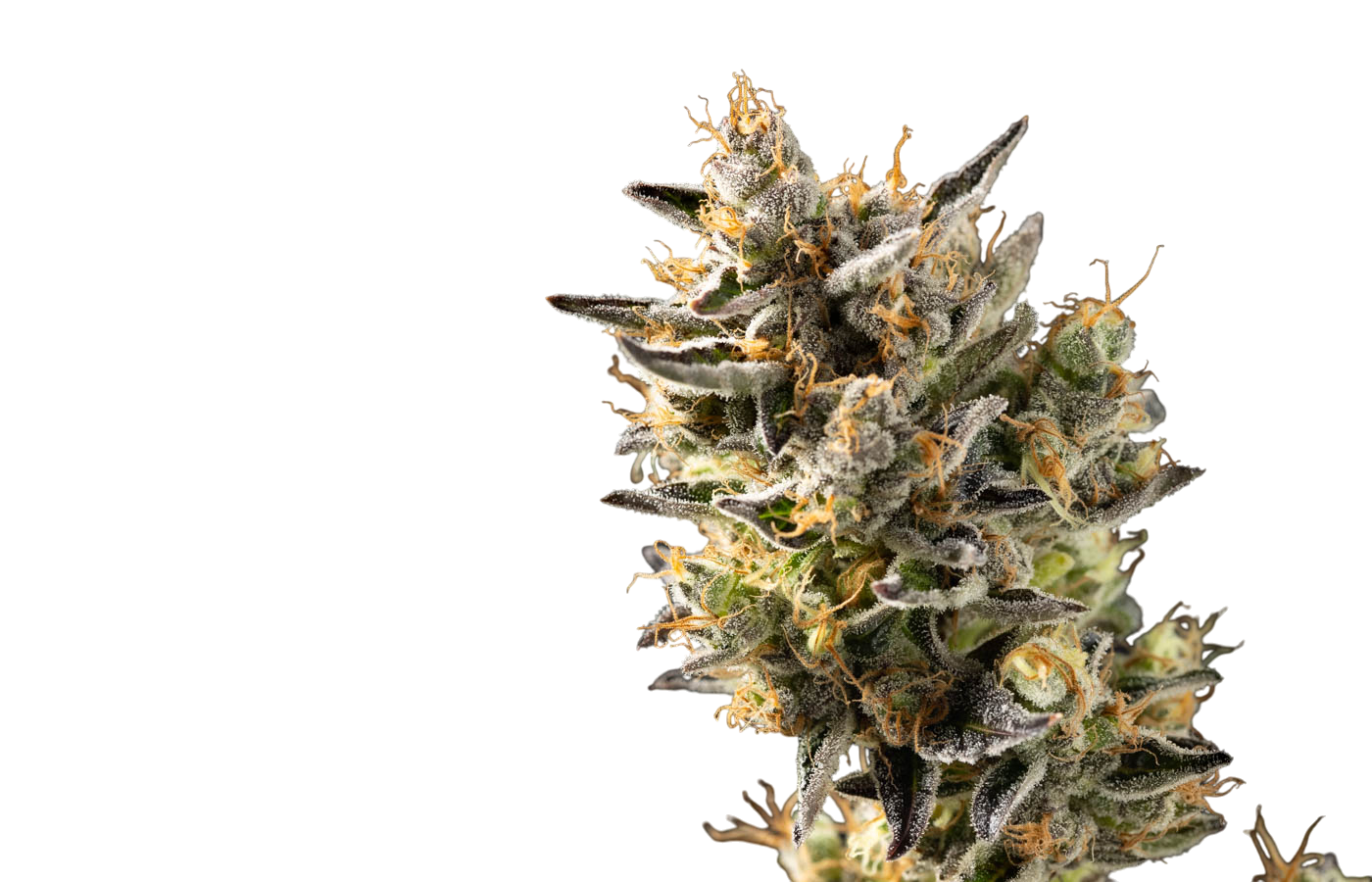 Zkittles cannabis