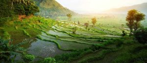 cannabis est illégal à Bali