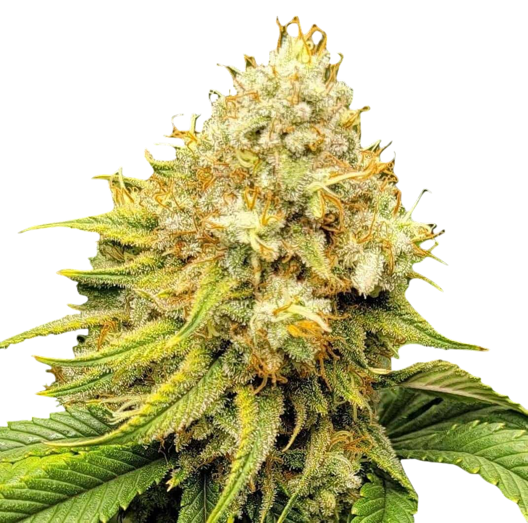Acapulco Gold cannabis