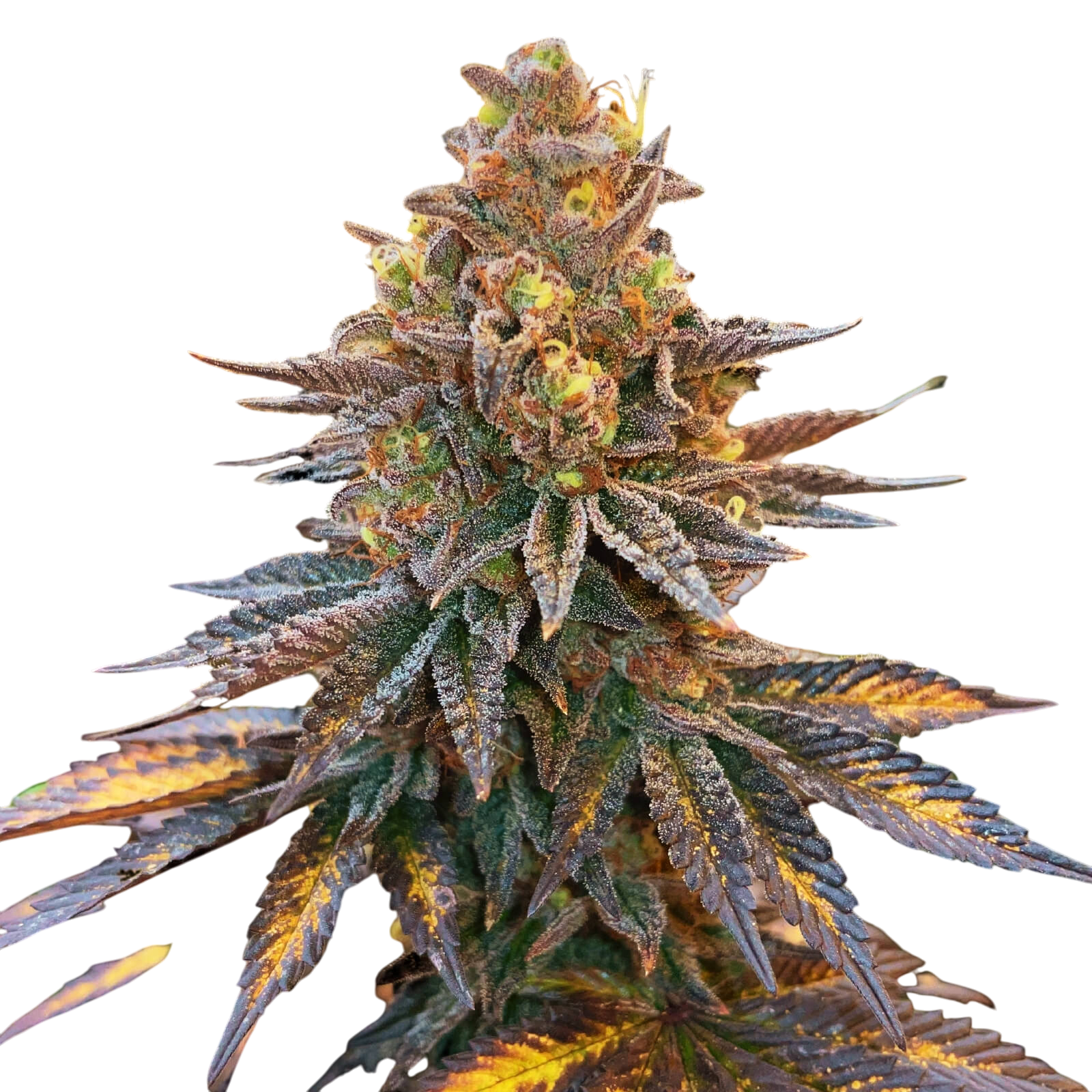 Banana Knockout3-cannabis