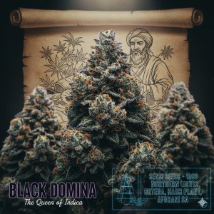 Black Domina