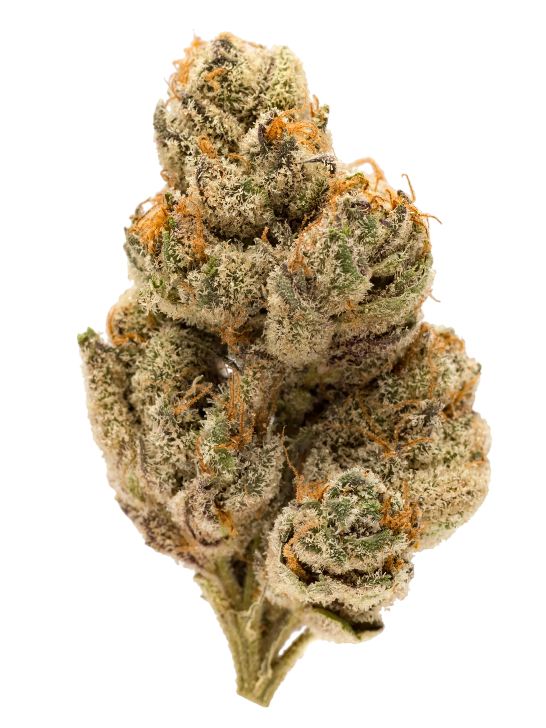 DOSIDOS – USA – 33% 10-OH+